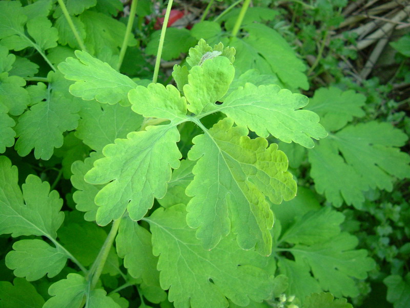 Chelidonium majus / Celidonia